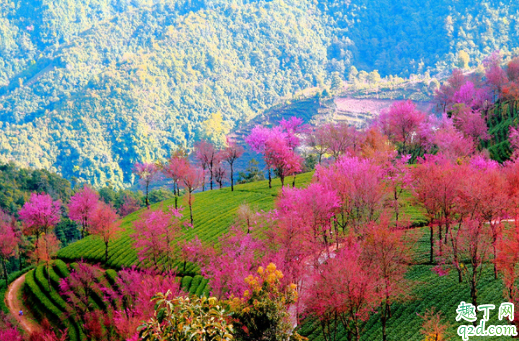 無量山櫻花谷有住宿嗎 大理到無量山櫻花谷有多遠(yuǎn)2