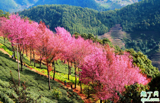 無量山櫻花谷有住宿嗎 大理到無量山櫻花谷有多遠(yuǎn)3