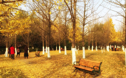 北京地壇公園銀杏什么時候黃 地壇公園銀杏大道怎么走