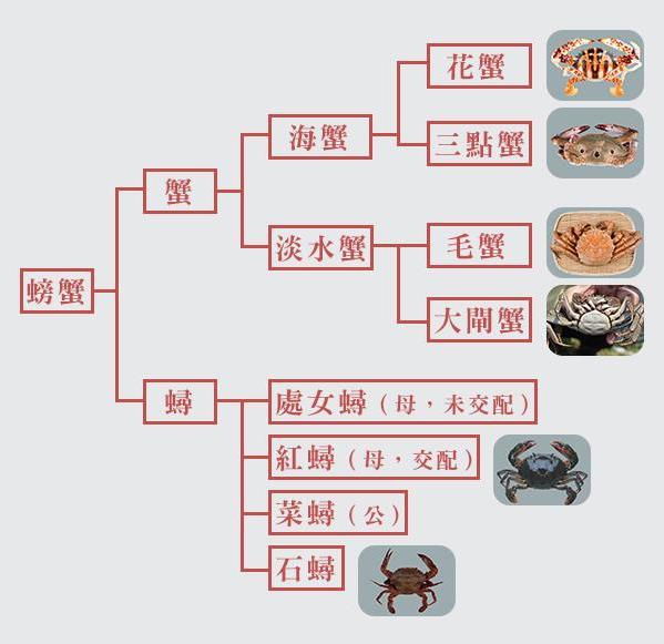 螃蟹怎么挑選公母 一次教你如何挑蟹、吃蟹秘訣